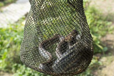 MW Snake Removal