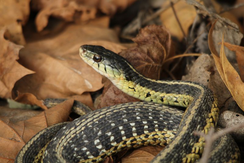 Identifying Venomous Vs. Non-Venomous Snakes And When To Call A Professional