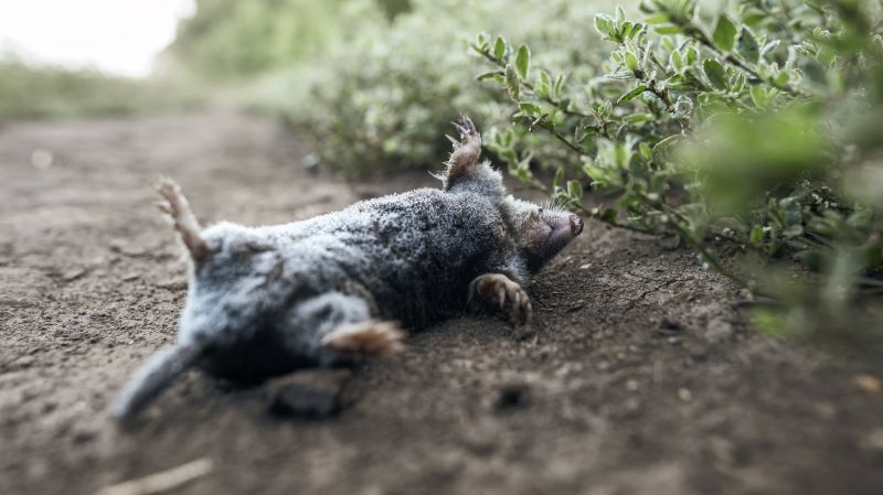 Signs Your Commercial Property Has A Small Animal Issue