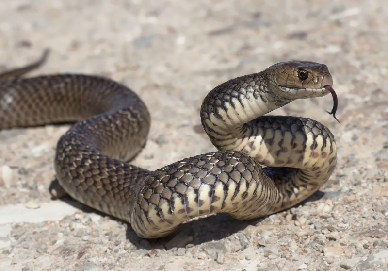 Signs Your Commercial Property Has A Snake Issue