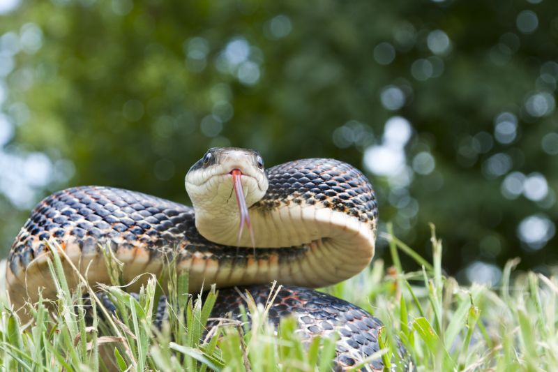Signs Your Commercial Property Has A Snake Issue