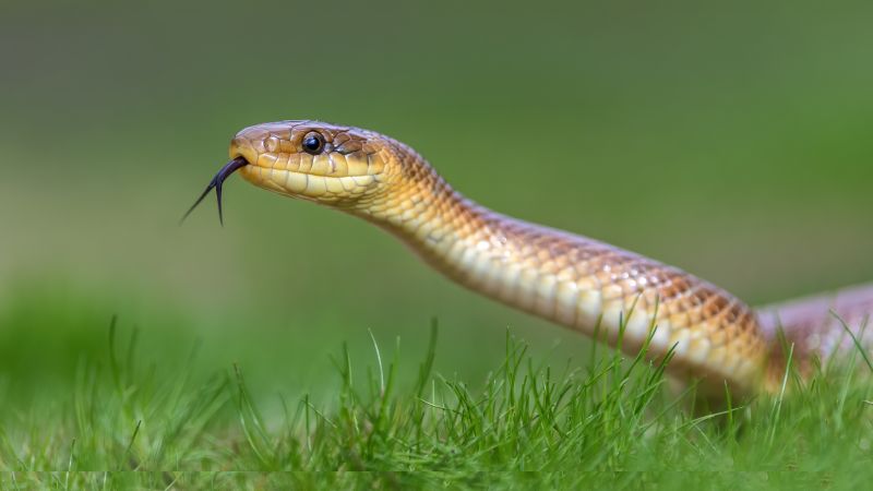 Snake in a Yard