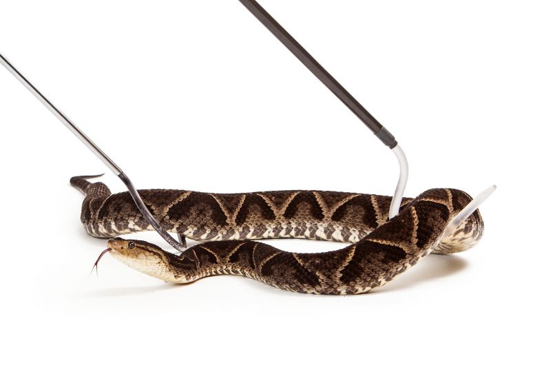 Snake Removal Professionals