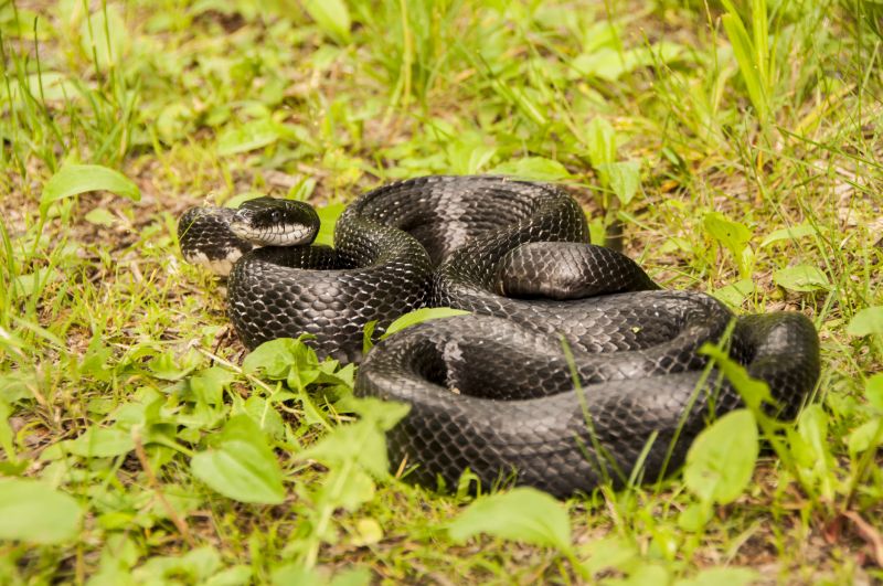 Snake Sightings In Yards: What They Mean For Homeowners