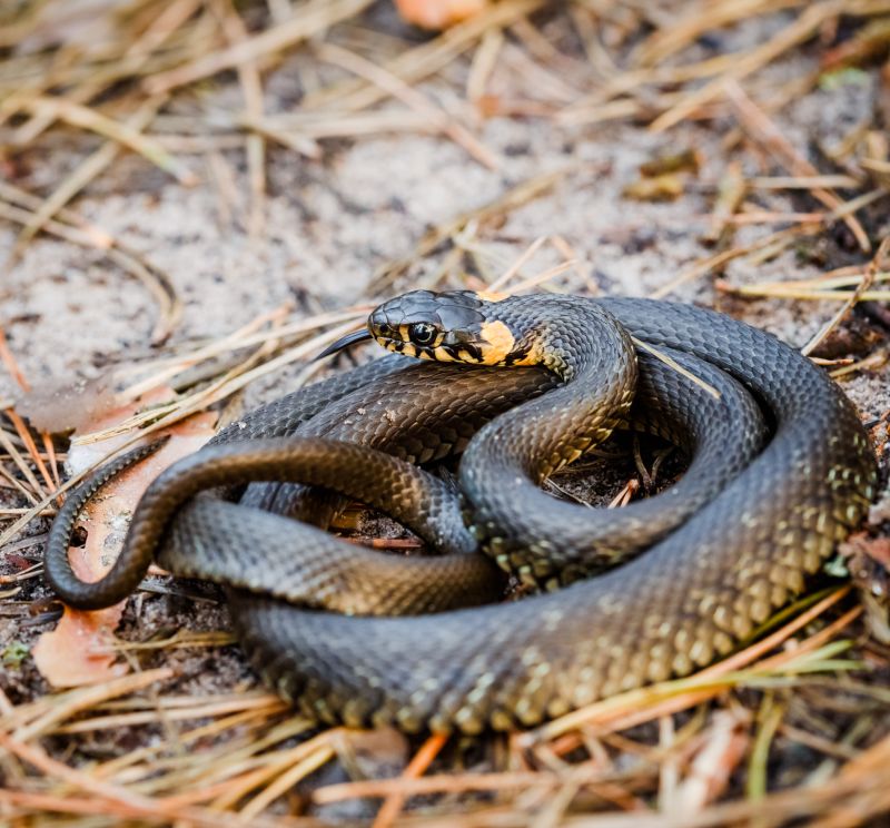 Snakes Near Your Property: What Attracts Them And When Removal Is Necessary