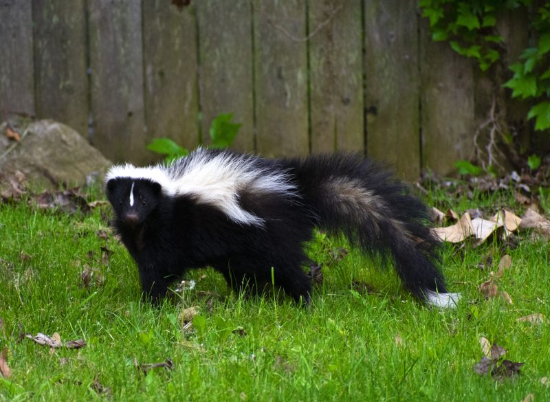 Skunk Burrows