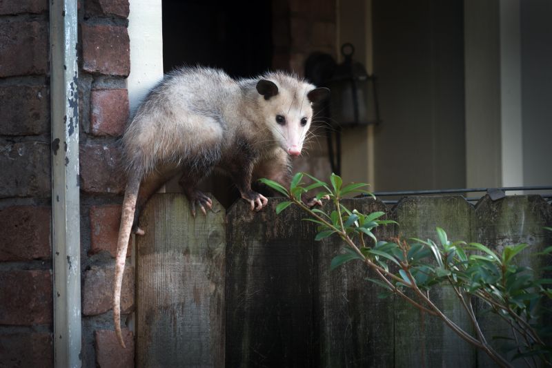 Opossum Entry